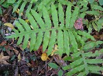 Netted chainfern,<BR>Net-veined chain fern