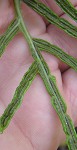 Netted chainfern,<BR>Net-veined chain fern