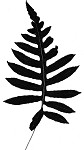 Netted chainfern,<BR>Net-veined chain fern