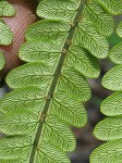 Virginia chain fern,<BR>Eastern chain fern