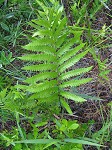 Virginia chain fern,<BR>Eastern chain fern