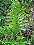 Virginia chain fern,<BR>Eastern chain fern