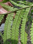 Virginia chain fern,<BR>Eastern chain fern