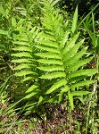 Virginia chain fern,<BR>Eastern chain fern