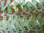 Virginia chain fern,<BR>Eastern chain fern