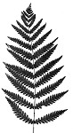 Virginia chain fern,<BR>Eastern chain fern