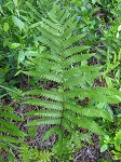 Virginia chain fern,<BR>Eastern chain fern