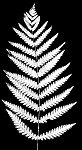 Virginia chain fern,<BR>Eastern chain fern